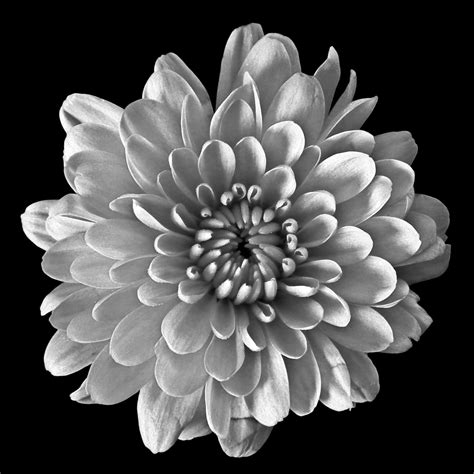 Black And White Flowers Pics - Black And White Flowers Photograph by Sumit Mehndiratta / We ...