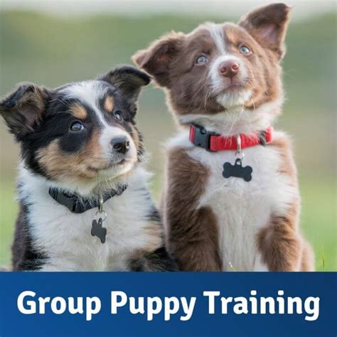 Group Puppy Training - Off-Leash Colorado