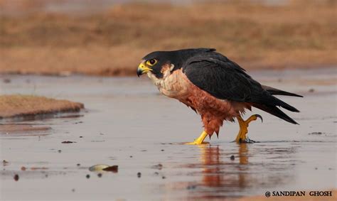 India | Shaheen Falcon