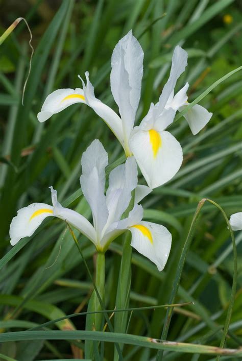 Iris Types And Varieties - Different Iris Types To Grow In The Garden