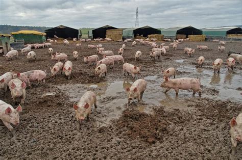 Pig farming at Apley Head Farm © Neil Theasby :: Geograph Britain and Ireland