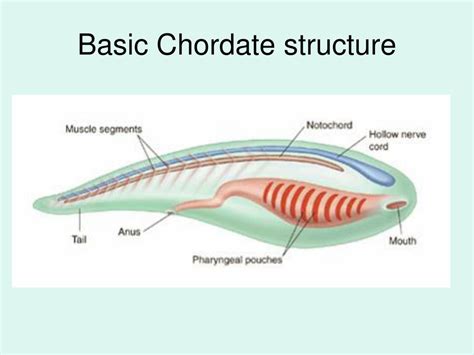 Chordata Meaning