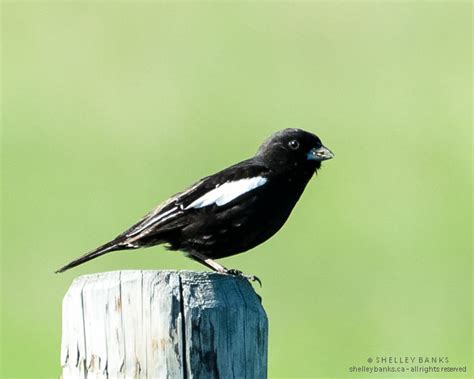 Prairie Nature: Lark Bunting in breeding plumage