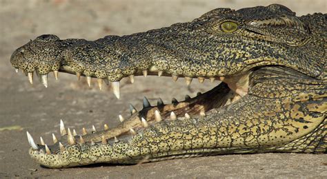 Krokodil in Chobe, Botswana Foto & Bild | tiere, wildlife, wildlife ...