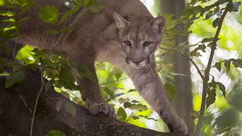 Florida’s Remarkable New Wildlife Corridor from the Panhandle to the ...