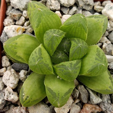 haworthia cooperi pilifera | Planet Desert