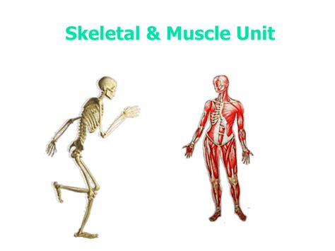 Skeletal System