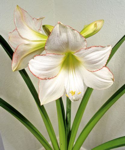 Amaryllis care and growing guide: expert tips | Gardeningetc