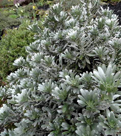 Silver plants: worth their weight in gold | Plant Lust