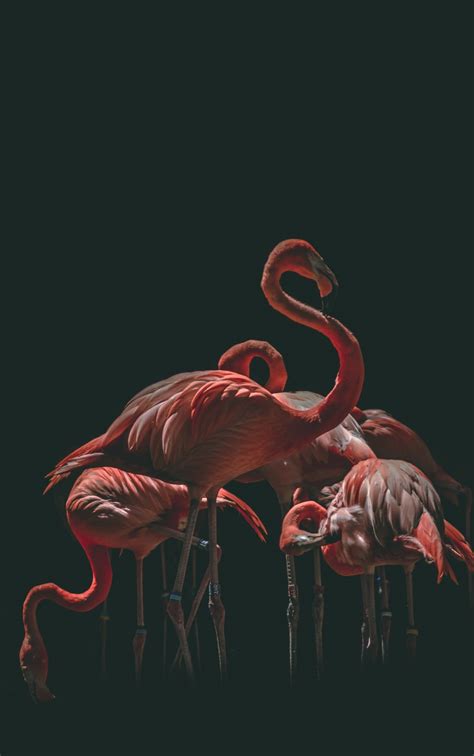 🔥 [40+] Flamingo iPhone Wallpapers | WallpaperSafari