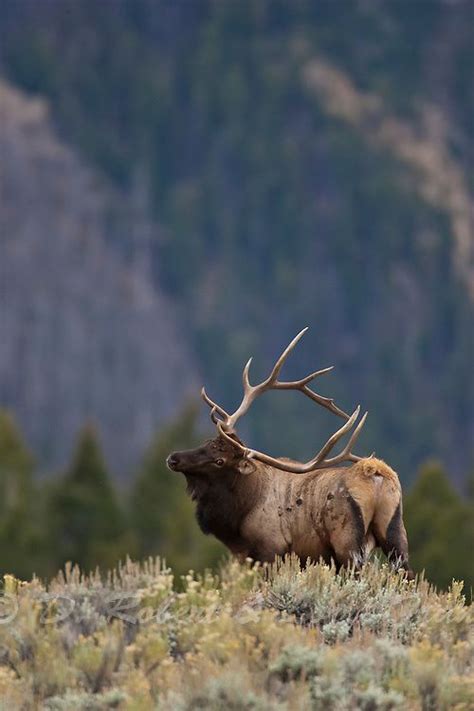 Bull elk bugling during the autumn rut | D. Robert Franz Photography in 2022 | Bull elk, Elk ...