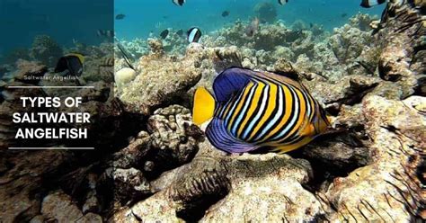 7 Types of Saltwater Angelfish (Pomacanthidae Family)