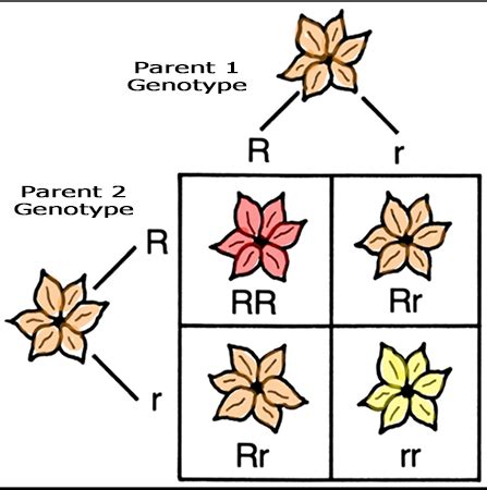 Genotype Vs Phenotype Punnett Square