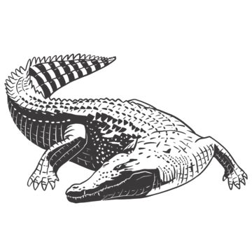 Crocodiles PNG Transparent, Crocodile, Alligator, Crocodile Png ...