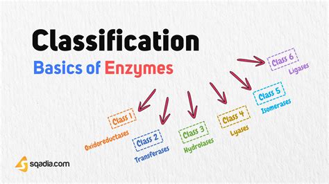 Basics of Enzymes - Classification