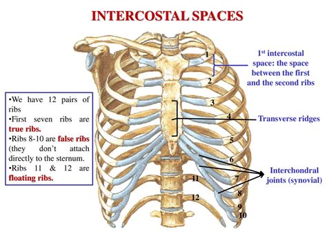 Intercostal Space Numbering