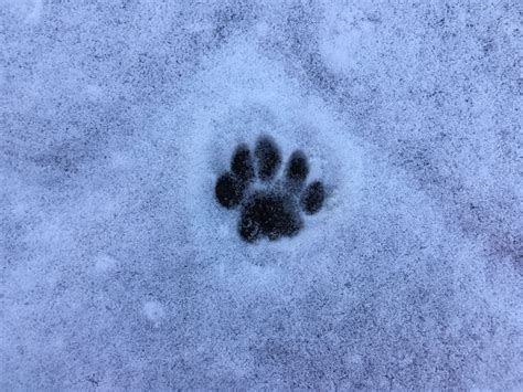 Took a photo of my dogs paw print in the snow! I'm in love with the ...