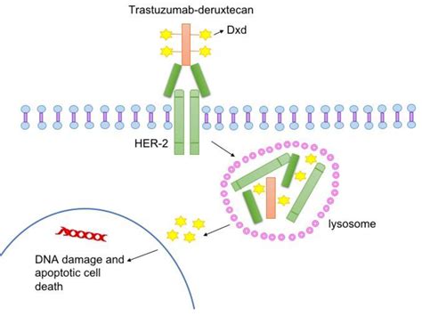 Enhertu Improves Survival for Metastatic “HER2-Low” Breast Cancer | Ogkologos.com