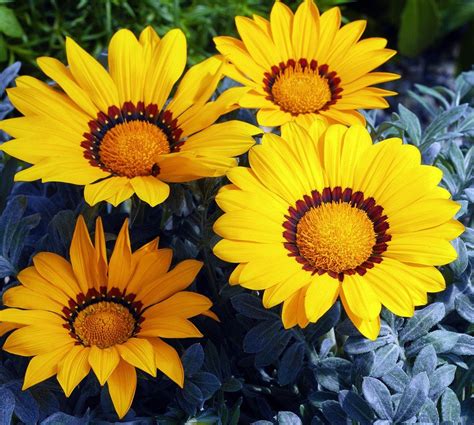 500 Bulk Flower Seeds Gazania Seeds Kiss Frosty Yellow | Flower seeds ...