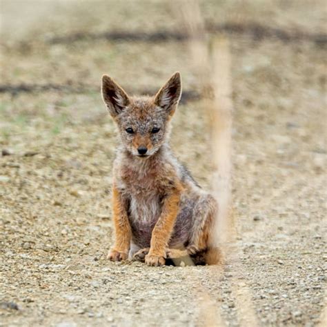 Black Backed Jackal Pups Stock Photos, Pictures & Royalty-Free Images ...