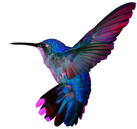 Colorful hummingbird tattoo, Hummingbird tattoo, Hummingbird