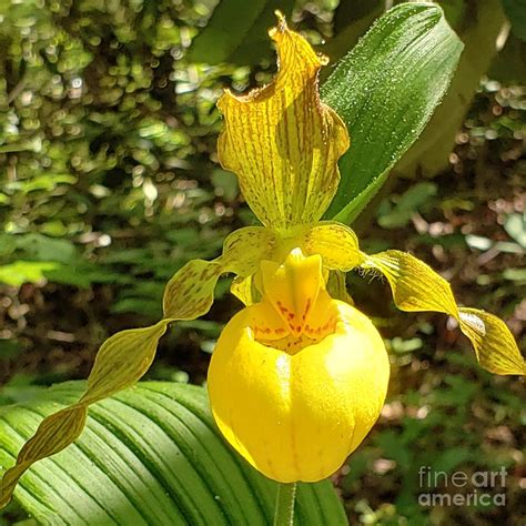 Yellow Lady Slipper Orchid Photograph by Anita Adams - Pixels