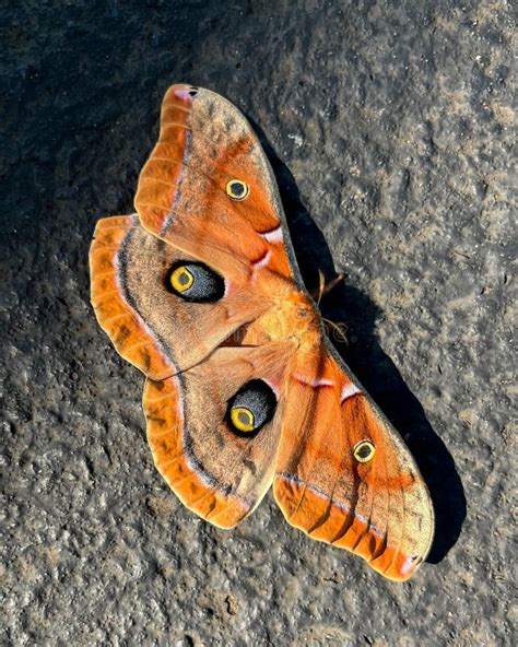 283 Polyphemus Moth Stock Photos - Free & Royalty-Free Stock Photos ...