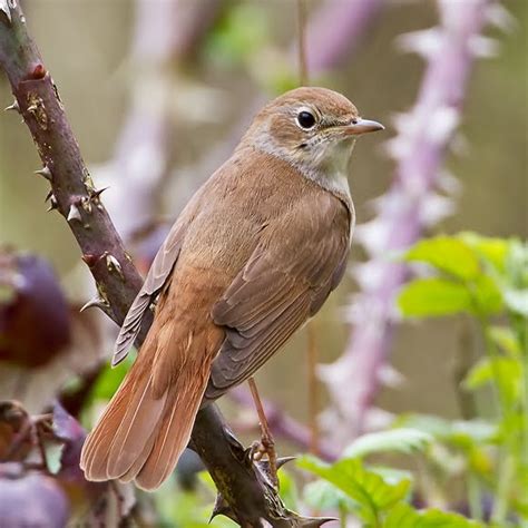 CAMBRIDGESHIRE BIRD CLUB GALLERY: Nightingale