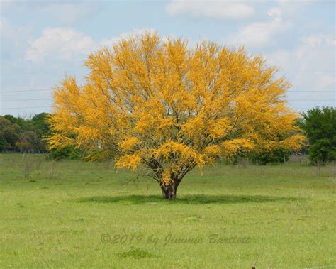 Mesquite Tree in Bloom | Bartlett Pair Art