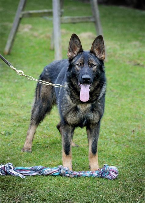 6 Month Old German Shepherd Behavior | Dog Breed Information