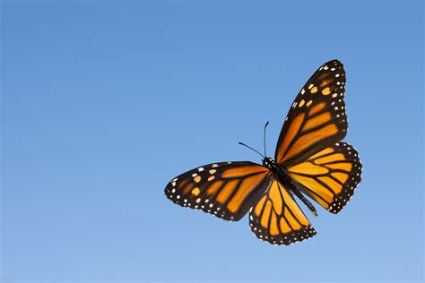Monarch Butterfly Numbers Rise Dramatically - Texas A&M Today