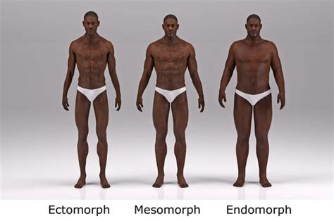 Body Types Ectomorph Mesomorph Endomorph