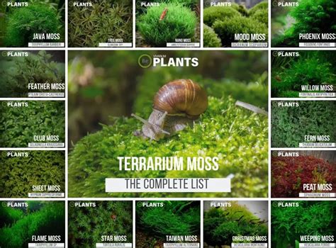 8+ Go-To Terrarium Moss Types | Care, Placement & Pictures!