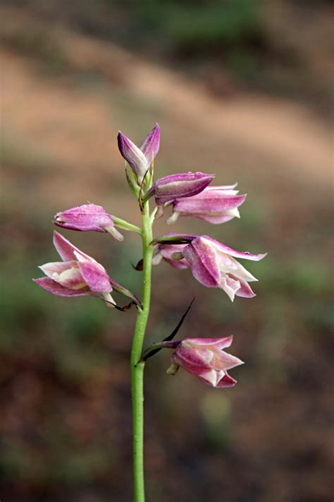 Flora of Mozambique: Species information: individual images ...