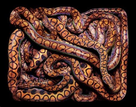 Snake Art (26 pics)