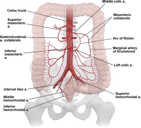 Cranial Mesenteric Artery