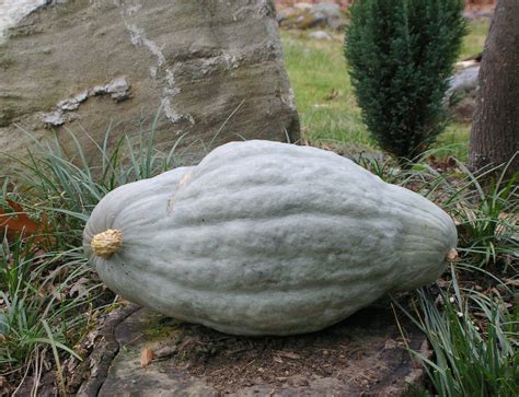 Blue Hubbard Squash