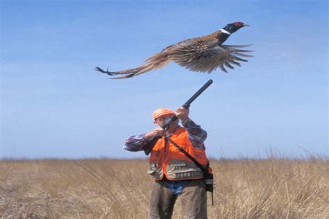 Take a Hands on Quail Hunting Trip with Burnt Pine Plantation - Premier ...