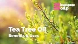 Tea Tree Oil Benefits & Uses - Singapore Soap Supplies