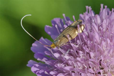 Photo #84078: Nemophora metallica