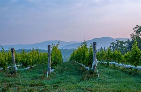 16 Top Charlottesville Wineries to Visit