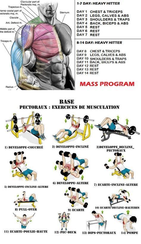 Chest WorkOut Mass Program | Chest workouts, Chest workout, Chest ...