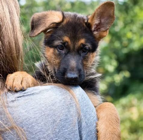 Miniature German Shepherd: 11 Pocket Sized Facts You Need To Know ...