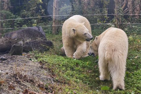 Young Polar Bears Set to Debut at The Maryland Zoo | The Maryland Zoo