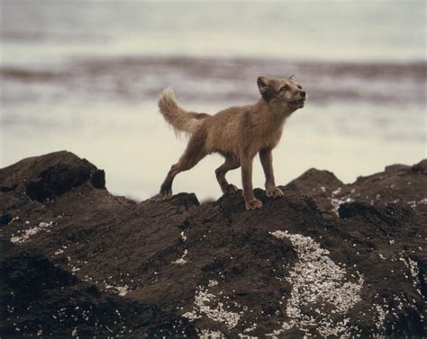Free picture: Arctic fox, rocks, animal, vulpes lagopus