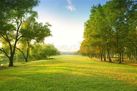 Beautiful morning light in public park with green grass field an. D green fresh , #Ad, #park, # ...