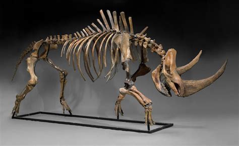 Bonhams : Massive Woolly Rhinoceros Skeleton