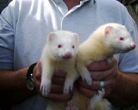 Ferret Care Expert - Health Facts on Ferret Care: Ferret Fleas and Tick ...