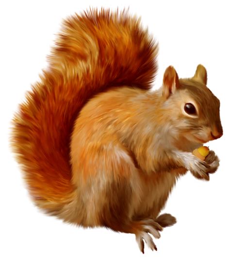 Squirrel Clipart | Fichas de animales, Imagenes de animales, Libros de animales