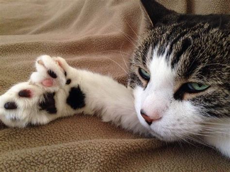 Cute Cats, Funny Cats, Funny Animals, Cute Animals, Hemingway Cats, Polydactyl Cat, Cat ...